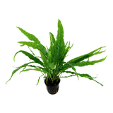 008 Iron Crown Microsorum pteropus