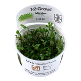 010B TC Marsilea crenata