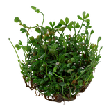 010B TC 南國田字草 Marsilea crenata