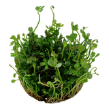 010 TC tablespoon Ping Marsilea hirsuta