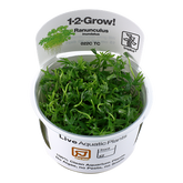 022C TC Ranunculus inundatus