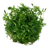 022C TC 鹿角矮珍珠 Ranunculus inundatus