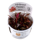 023C TC Alternanthera reineckii 'Mini'