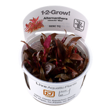 023C TC Alternanthera reineckii 'Mini'