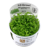 025 TC 趴地矮珍珠 Micranthemum tweediei 'Monte Carlo'