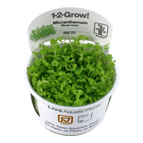 025 TC Micranthemum tweediei 'Monte Carlo'