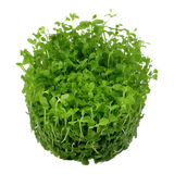 025 TC Micranthemum tweediei 'Monte Carlo'