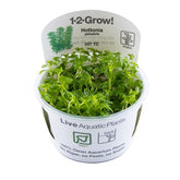 027 TC Hottonia palustris