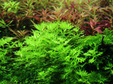 027 TC Hottonia palustris