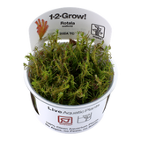 032A TC Red Matsuo Rotala wallichii