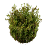 032A TC Red Matsuo Rotala wallichii