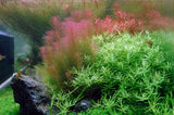 032A TC Red Matsuo Rotala wallichii