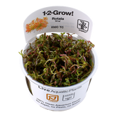 032C TC 越南宫廷 Rotala rotundifolia 'H'ra'