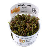 032C TC Vietnamese court Rotala rotundifolia 'H'ra'