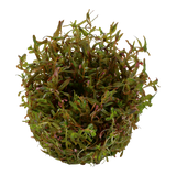 032C TC Vietnamese court Rotala rotundifolia 'H'ra'