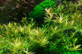 032C TC Vietnamese court Rotala rotundifolia 'H'ra'
