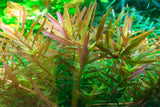 032C TC Vietnamese court Rotala rotundifolia 'H'ra'