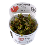 032 TC 紅蝴蝶 Rotala macrandra