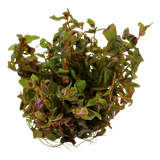 032 TC Red Butterfly Rotala macrandra