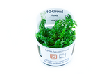 033A TC Green Court Rotala rotundifolia 'Green'