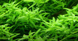 033A TC Green Court Rotala rotundifolia 'Green'