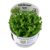 033E TC 印度小圓葉 Rotala indica 'Bonsai'