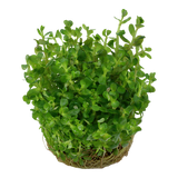 033E TC Rotala indica 'Bonsai'