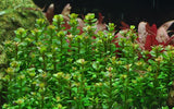 033E TC Rotala indica 'Bonsai'