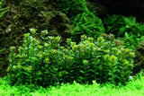 033E TC Rotala indica 'Bonsai'
