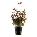 035B Ludwigia palustris 'Super Red'