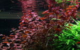 035B Ludwigia palustris 'Super Red'