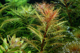 037C TC red umbrella Proserpinaca palustris 'Cuba'