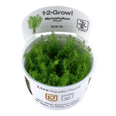 037E TC 圭亞那狐尾藻 Myriophyllum'Guyana'