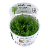 037E TC Myriophyllum 'Guyana'
