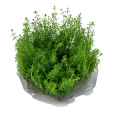 037E TC Myriophyllum 'Guyana'
