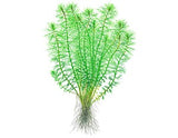 037E TC Myriophyllum 'Guyana'