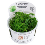 037 TC Myriophyllum mattogrossense TROPICA