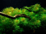 037 TC Myriophyllum mattogrossense TROPICA