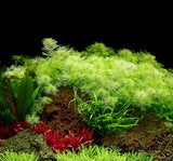 037 TC Myriophyllum mattogrossense TROPICA