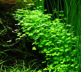 039B TC Japanese coriander Hydrocotyle tripartita