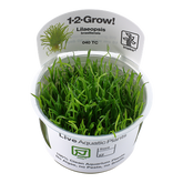 040 TC South American Turf Lilaeopsis brasiliensis