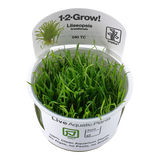 040 TC South American Turf Lilaeopsis brasiliensis