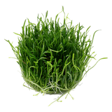 040 TC South American Turf Lilaeopsis brasiliensis