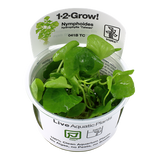 041B TC 龍骨瓣莕菜 Nymphoides hydrophylla 'Taiwan'