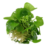 041B TC 龍骨瓣莕菜 Nymphoides hydrophylla 'Taiwan'