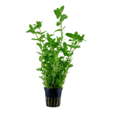 043 Bacopa caroliniana