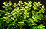 043 Bacopa caroliniana