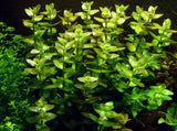 043 TC Bacopa caroliniana
