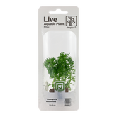 047 MP Limnophila sessiliflora