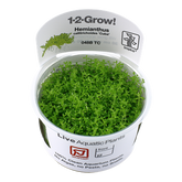 048B TC 迷你矮珍珠 Hemianthus callitrichoides 'Cuba'